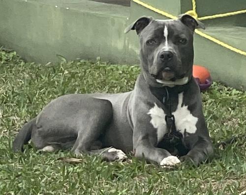 Found/Stray Male Dog last seen 89th st, Miami, FL 33138