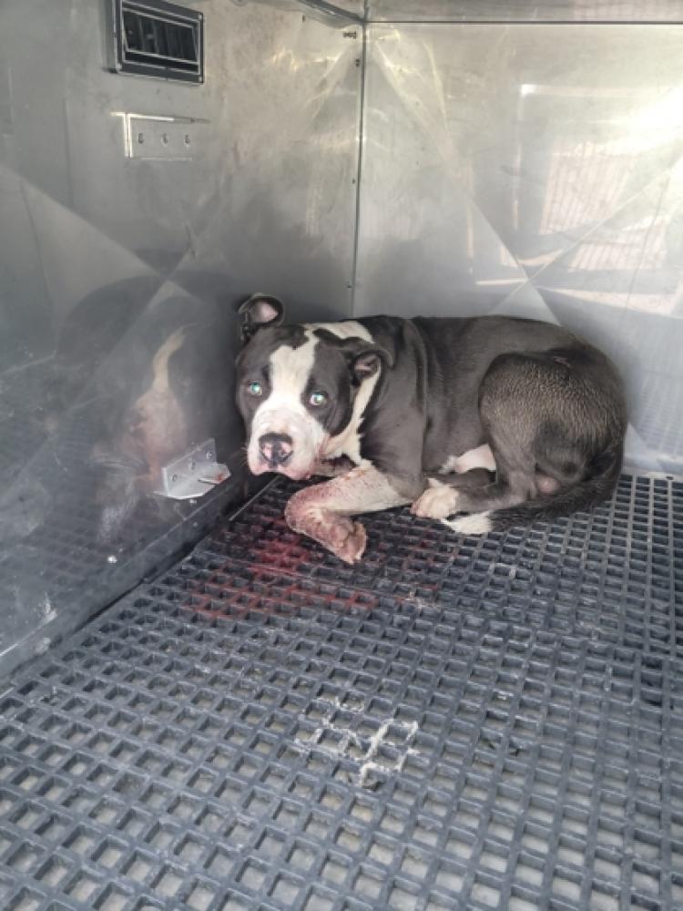 Shelter Stray Male Dog last seen Cincinnati, OH 45237, Cincinnati, OH 45223