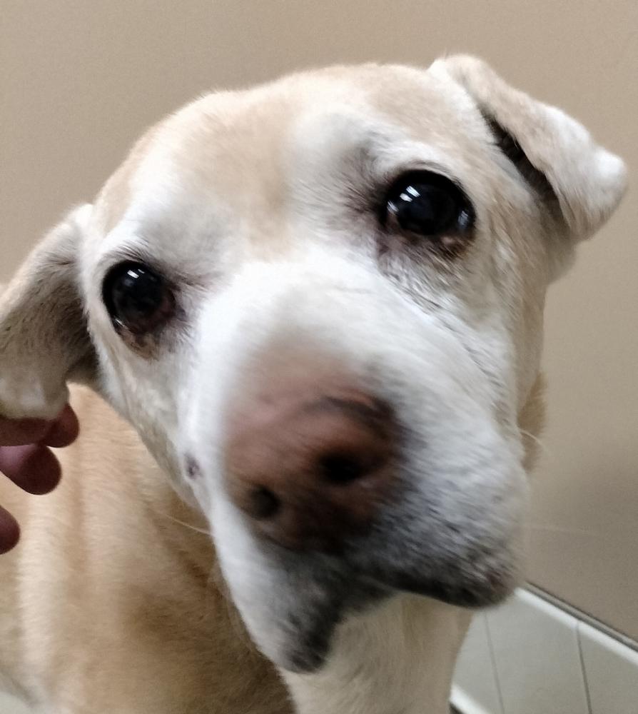 Shelter Stray Female Dog last seen Near N Newport Highway, CHATTAROY, WA, 99003, Spokane, WA 99212
