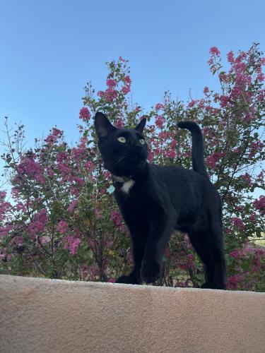 Lost Male Cat last seen Mountain view and 37th street, Phoenix, AZ 85028