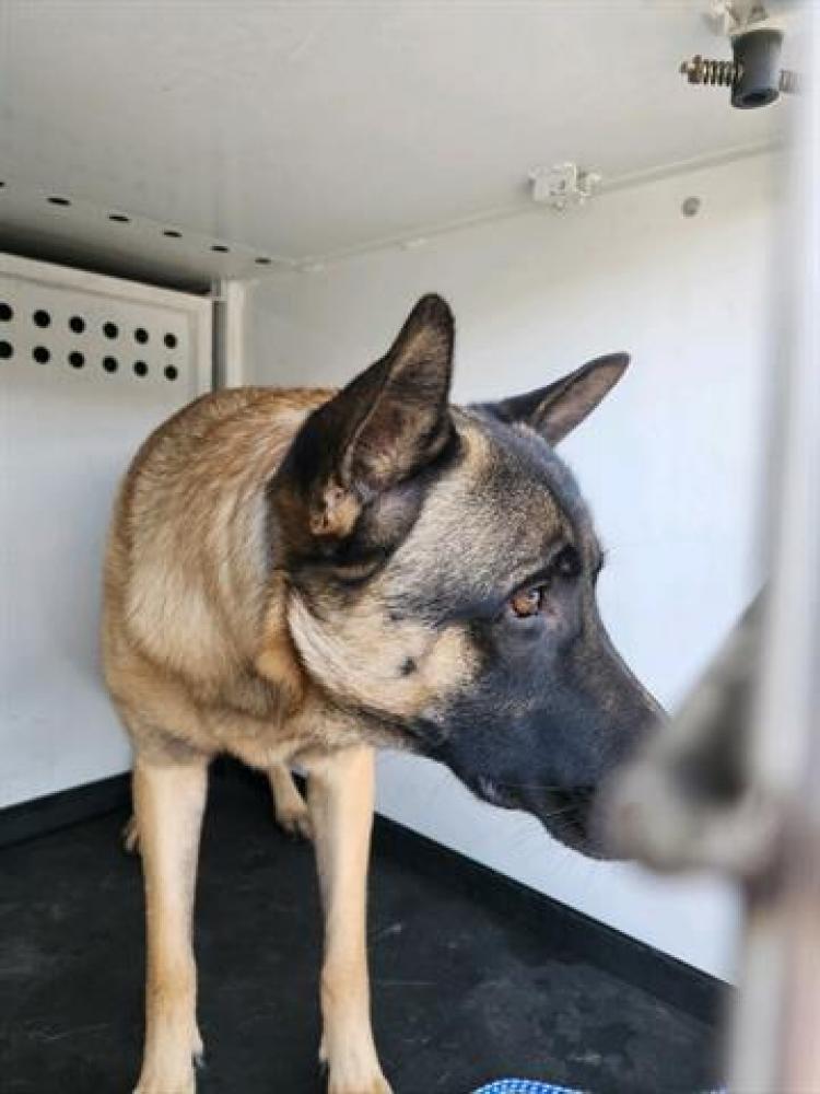 Shelter Stray Male Dog last seen Near BLOCK 34TH ST, BAKERSFIELD,CA, Bakersfield, CA 93307