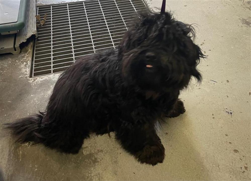 Shelter Stray Female Dog last seen FORREST ST & DEL PASO BLVD, Sacramento, CA 95818