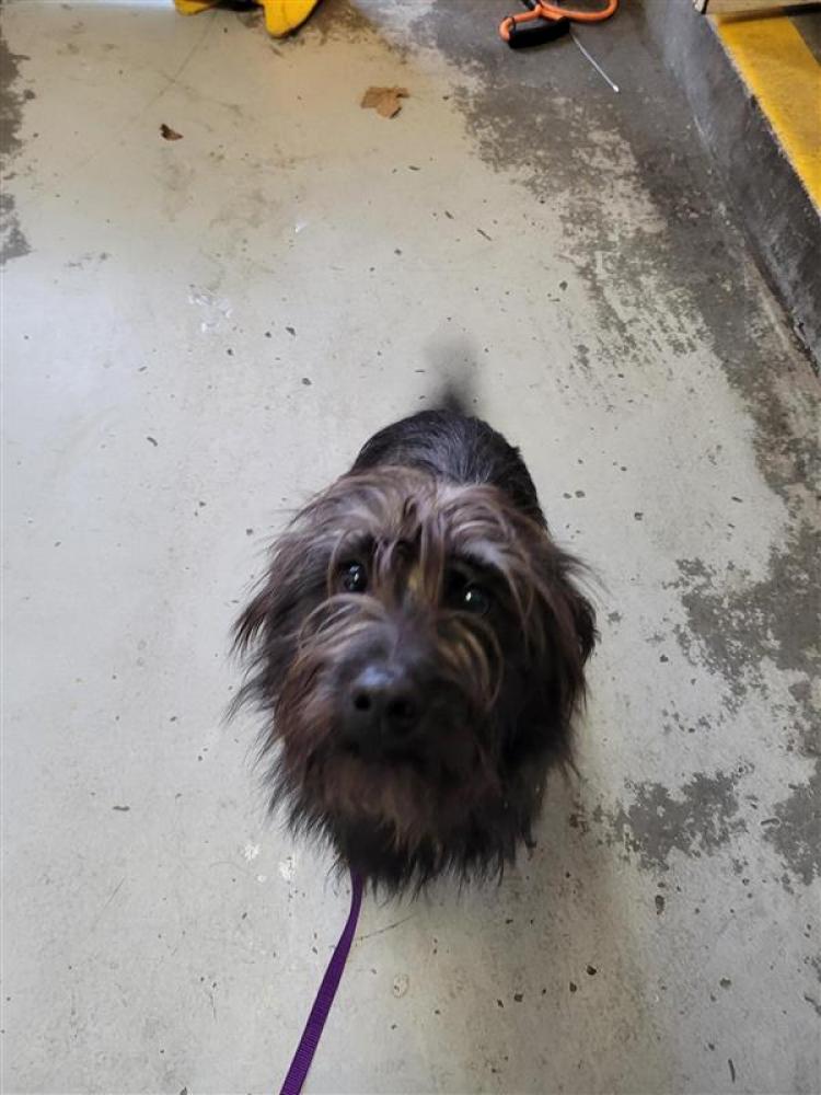 Shelter Stray Male Dog last seen FORREST ST & DEL PASO BLVD, Sacramento, CA 95818
