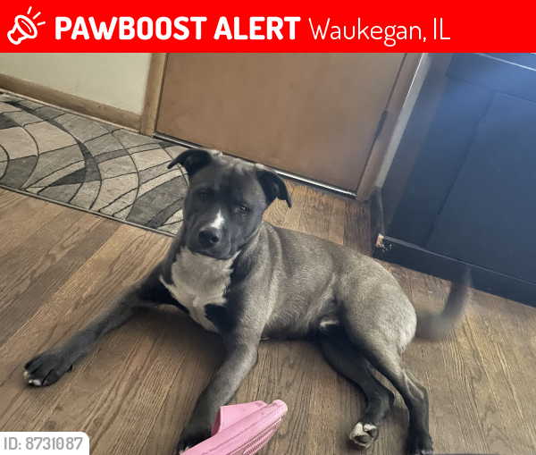 Lost Male Dog last seen Linden ave, Waukegan, IL 60085