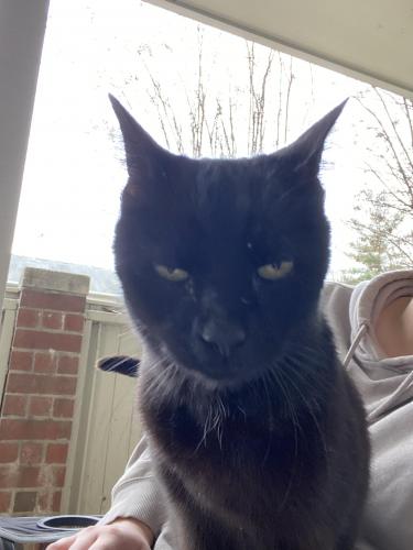 Found/Stray Male Cat last seen Penderbrook community , Fairfax County, VA 22033