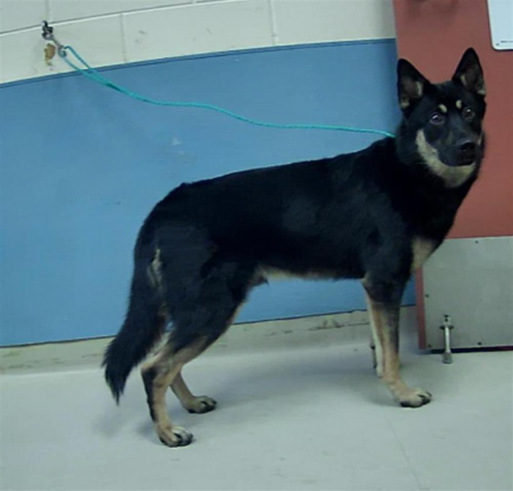 Shelter Stray Male Dog last seen Near S ROCK BLVD, RENO NV 89502, Reno, NV 89502
