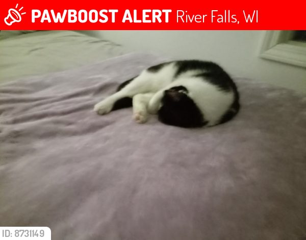 Lost Female Cat last seen River falls wi, River Falls, WI 54022