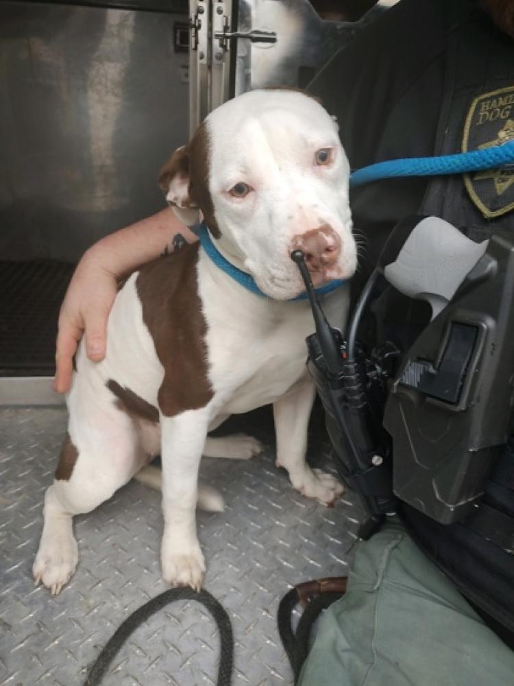 Shelter Stray Female Dog last seen I-74, OH , Cincinnati, OH 45223