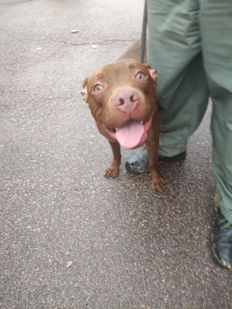 Shelter Stray Female Dog last seen Saint Bernard, OH , Cincinnati, OH 45223
