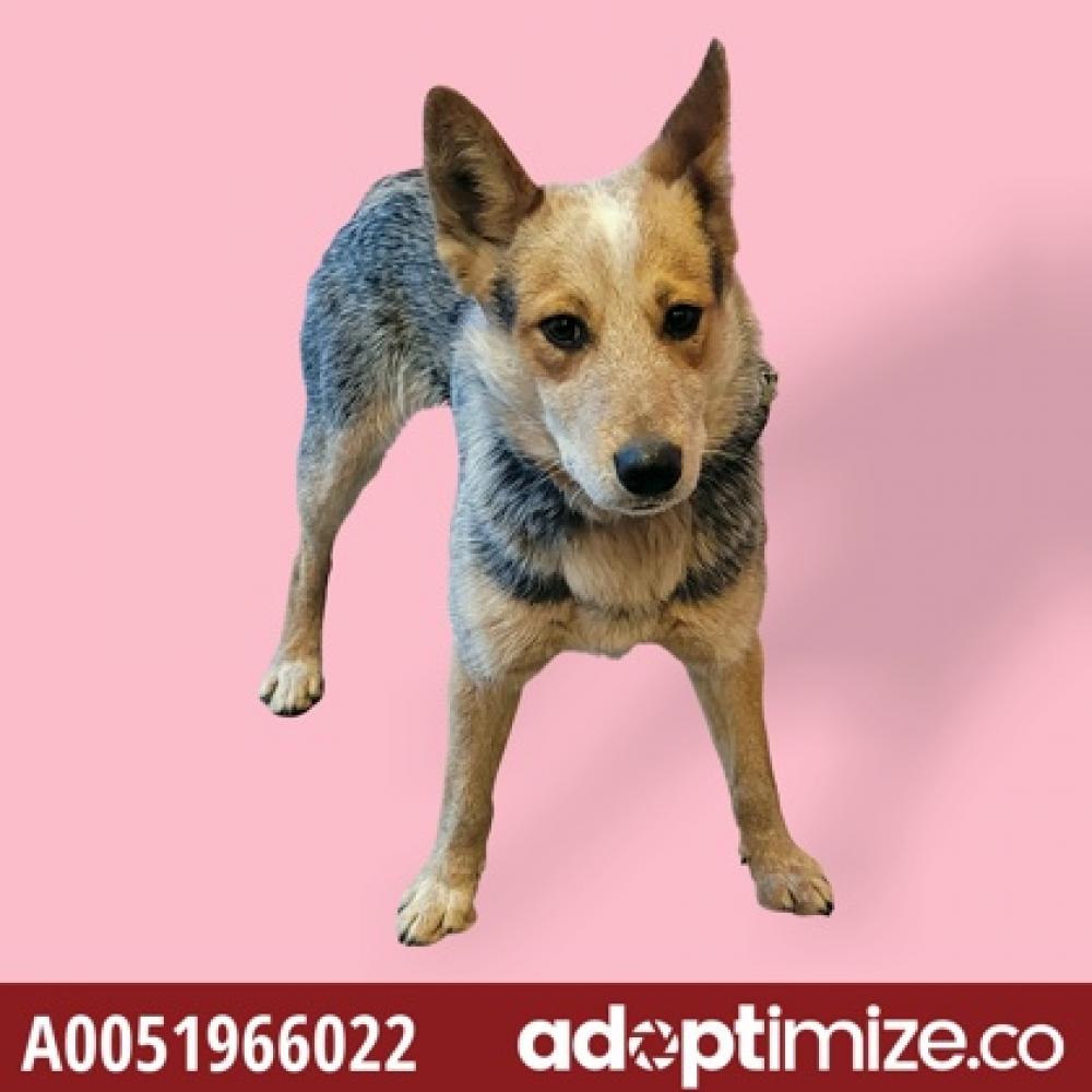 Shelter Stray Male Dog last seen Near Tobacco Rd, COUNTY of El Paso, TX, Fort Bliss, TX 79906