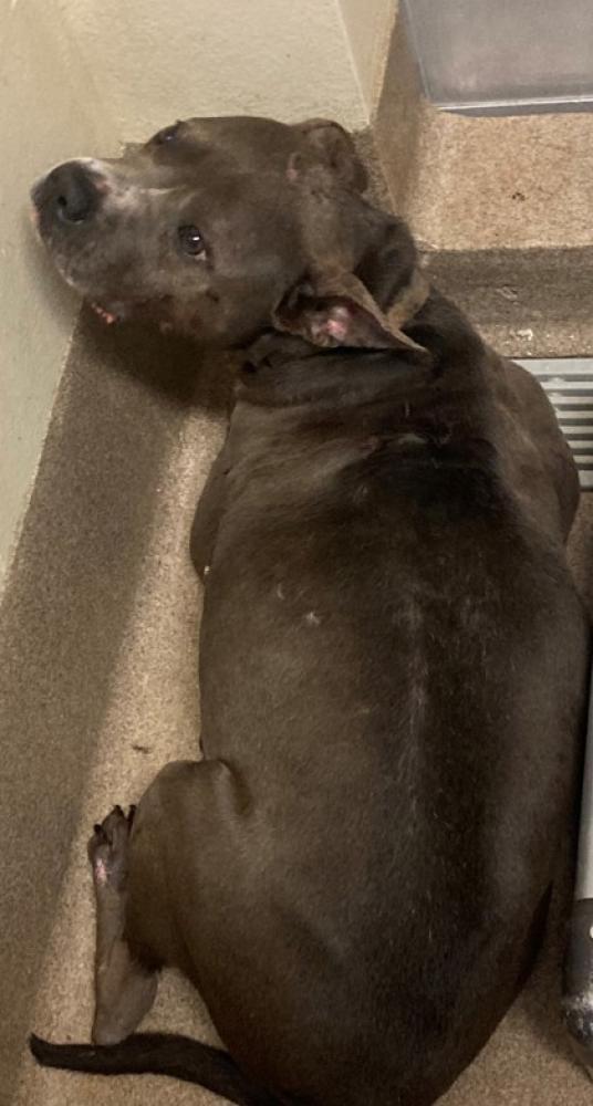 Shelter Stray Male Dog last seen Near Hidden Lake Walk Lithonia, 30038, GA, Chamblee, GA 30341