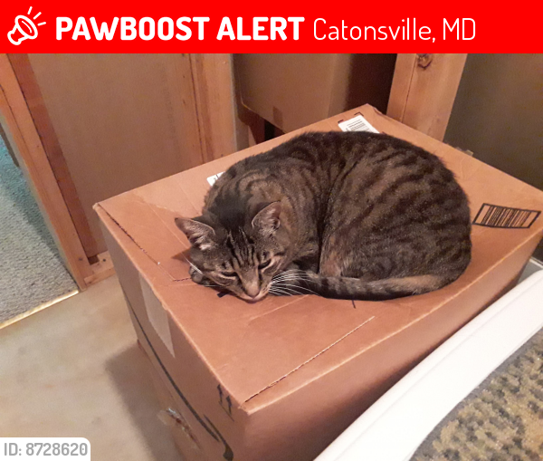 Lost Unknown Cat last seen Hunter Way & Campus Drive , Catonsville, MD 21228