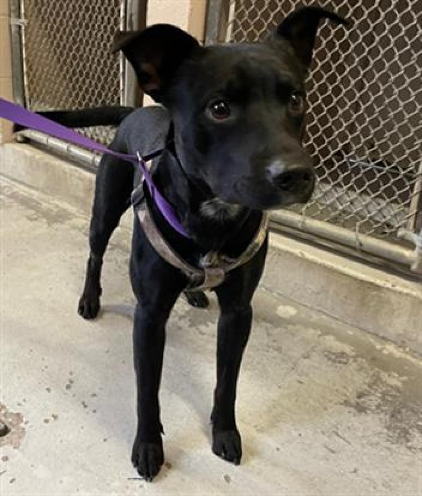 Shelter Stray Male Dog last seen E COMMERCE WAY & BENEFIT WAY, Sacramento, CA 95818