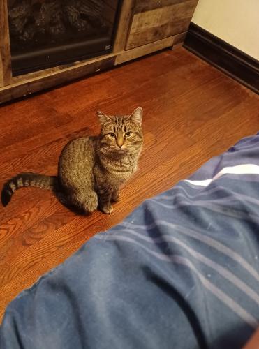 Lost Male Cat last seen Harlem and diversey, Chicago, IL 60634