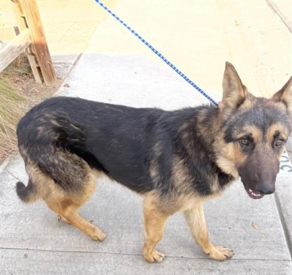 Shelter Stray Male Dog last seen Near BLK SUNSET AVE. BAKERSFIELD, CA, Bakersfield, CA 93307