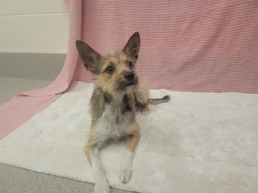 Shelter Stray Female Dog last seen HWY 80, Auburn, CA 95603