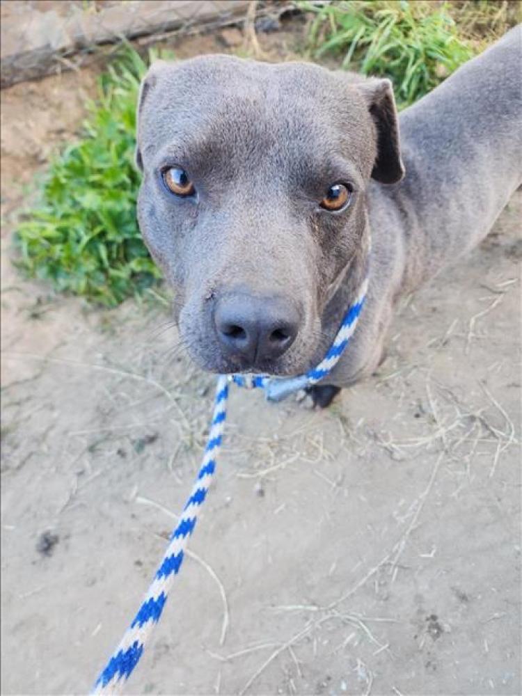 Shelter Stray Male Dog last seen Near BLOCK STOCKTON AVE, ARVIN CA 93203, Bakersfield, CA 93308