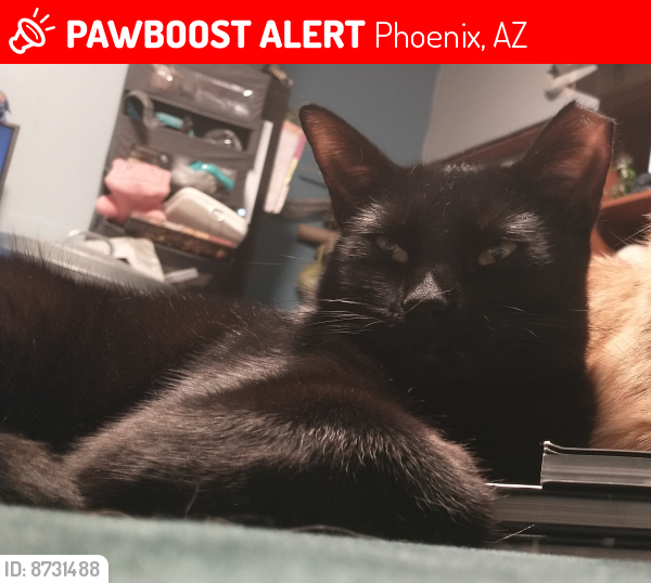 Lost Male Cat last seen 48th St & E Fillmore St., Phoenix, AZ 85008