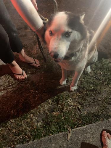 Found/Stray Male Dog last seen Near street and 8 ave, Miami, FL 33169