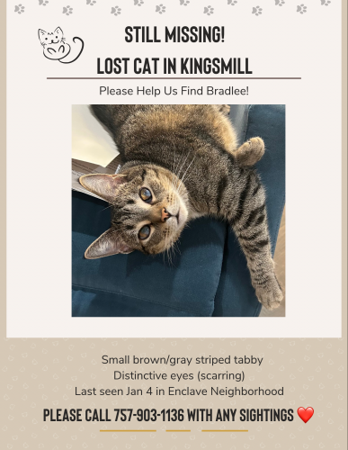 Lost Male Cat last seen Kingsmill, James City County, VA 23185