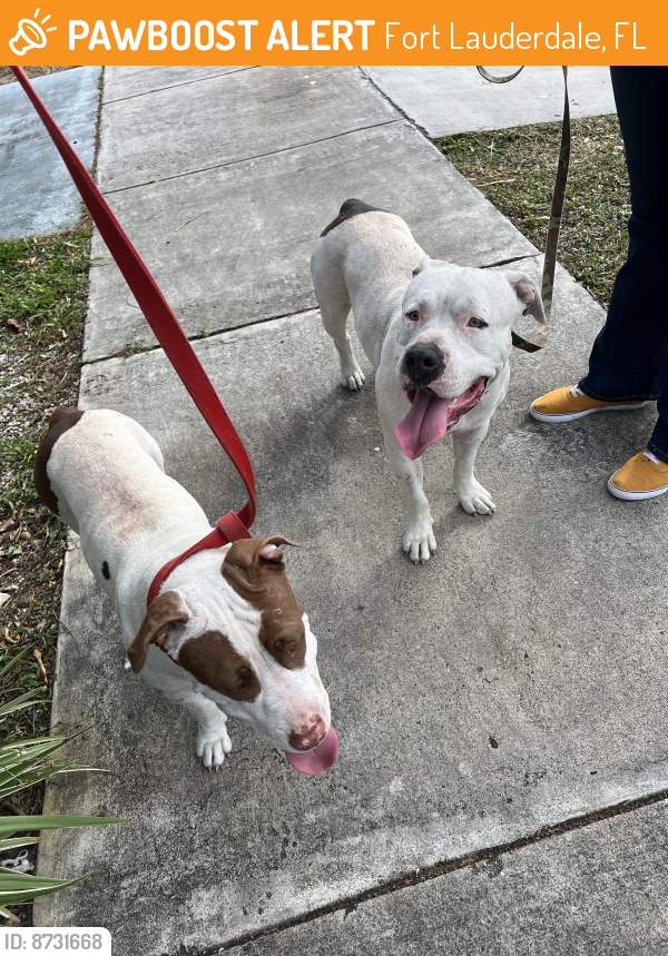 Found/Stray Unknown Dog last seen Sistrunk and NW 21st Terrace, Fort Lauderdale, FL 33311