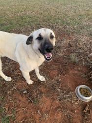 Lost Male Dog last seen Near Rd, Lincoln County, OK 74881