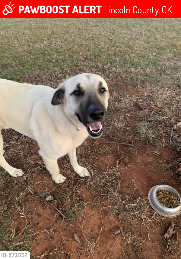 Lost Male Dog last seen Near Rd, Lincoln County, OK 74881