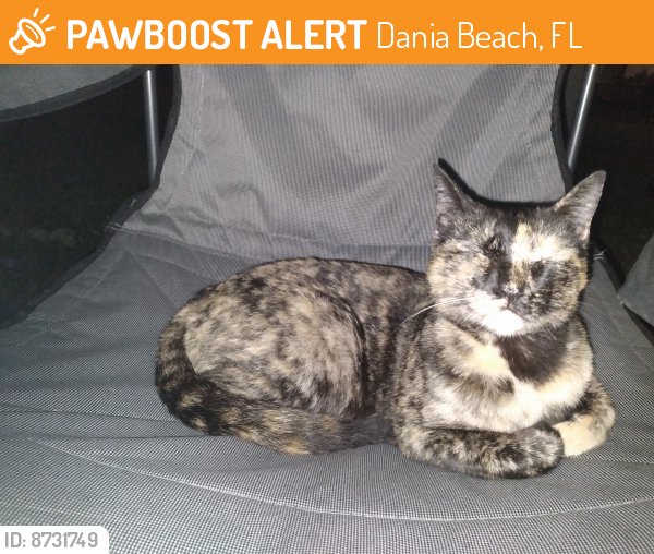 Rehomed Female Cat last seen Sharkey's Motel , Dania Beach, FL 33004
