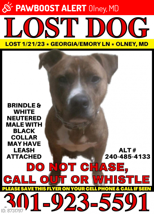 Lost Male Dog last seen Near Georgia Ave. Olney MD 20832, Olney, MD 20832