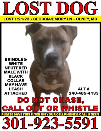 Lost Male Dog last seen Near Georgia Ave. Olney MD 20832, Olney, MD 20832