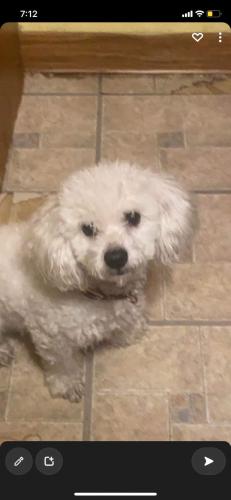Lost Male Dog last seen By Walgreens in broad view IL, Maywood, IL 60153