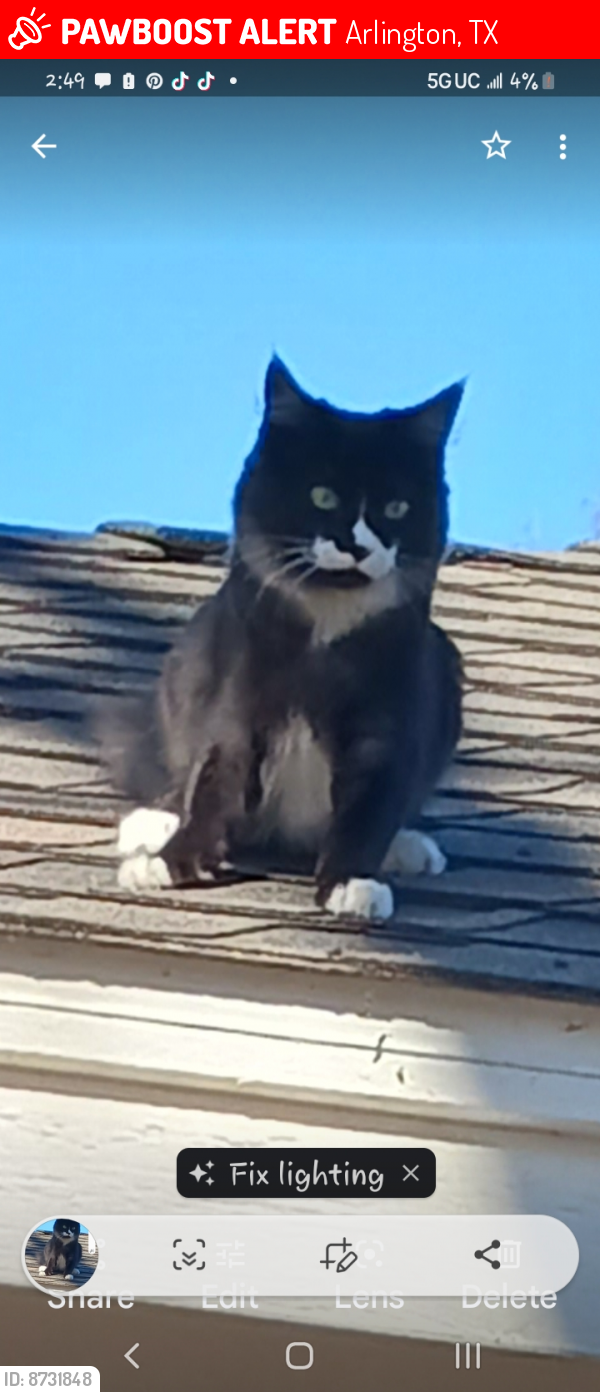 Lost Female Cat last seen Wimbledon and Bowen, Arlington, TX 76017