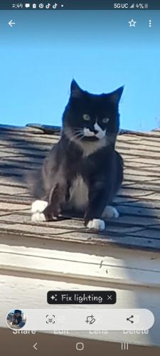Lost Female Cat last seen Wimbledon and Bowen, Arlington, TX 76017