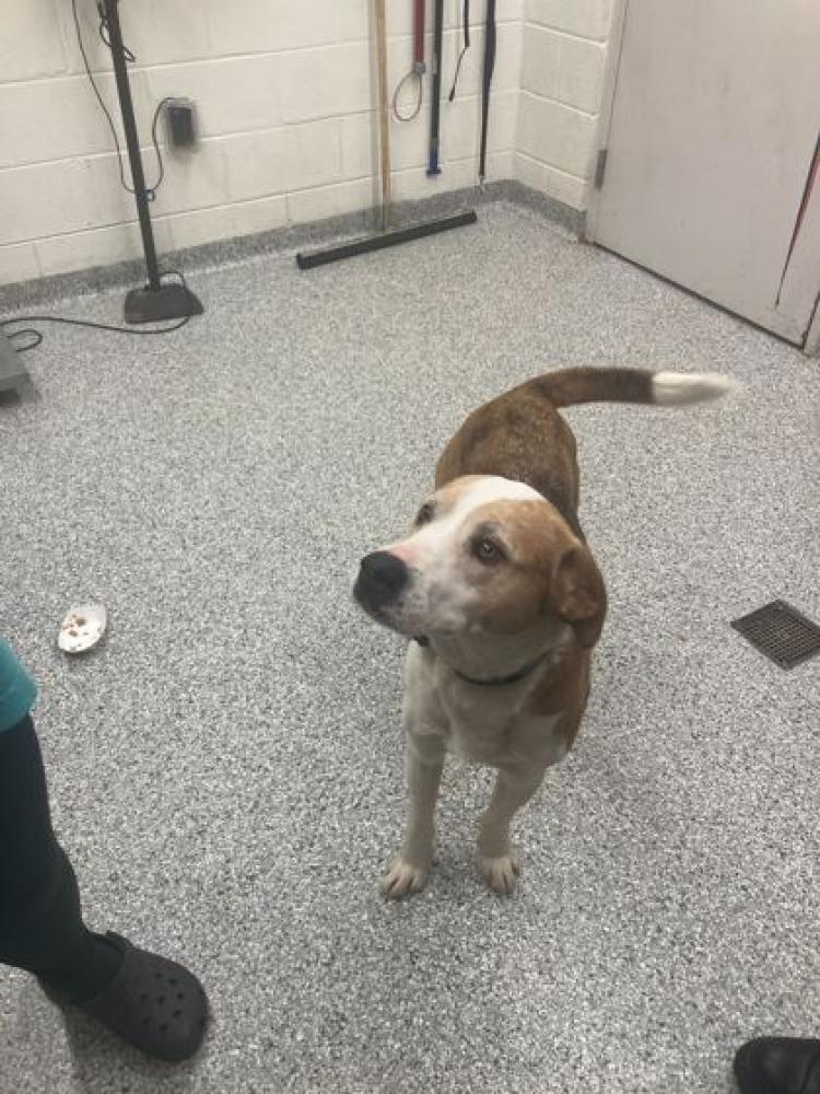 Shelter Stray Male Dog last seen Knox County, TN , Knoxville, TN 37919