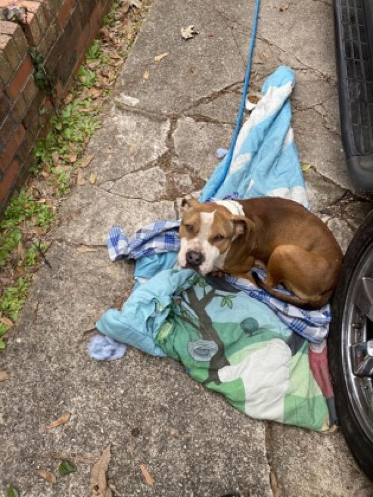 Shelter Stray Unknown Dog last seen Near Glenmar Drive, Decatur, Ga 30032, 30341, GA, Chamblee, GA 30341