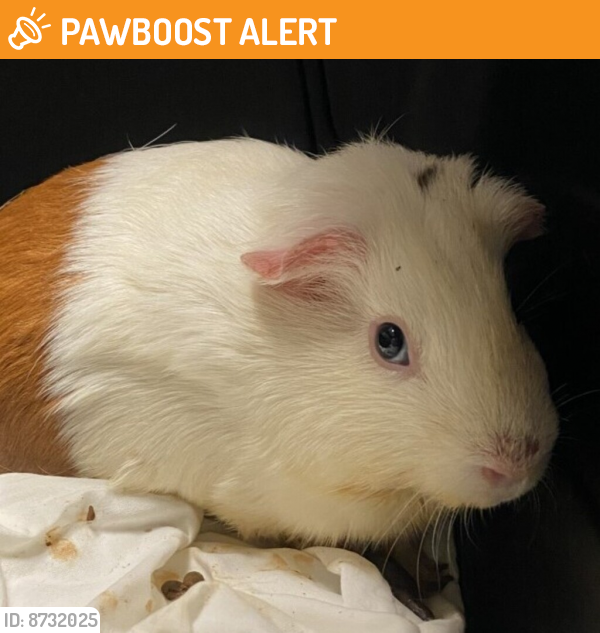 Shelter Stray Female Other last seen North Park, San Diego, CA, 92104, San Diego, CA 92110
