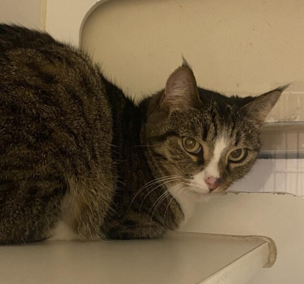 Shelter Stray Female Cat last seen Minot Avenue, Chula Vista, CA, 91910, San Diego, CA 92110