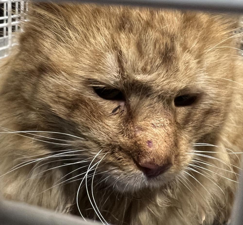 Shelter Stray Male Cat last seen Near N Normandie Street, SPOKANE, WA, 99208, Spokane, WA 99212
