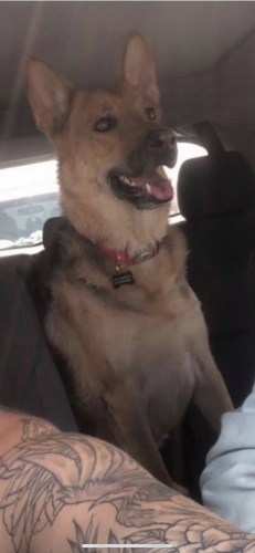 Lost Female Dog last seen Signal Butte and University , Maricopa County, AZ 85209