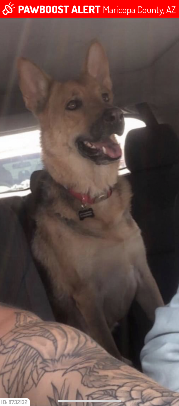 Lost Female Dog last seen Signal Butte and University , Maricopa County, AZ 85209