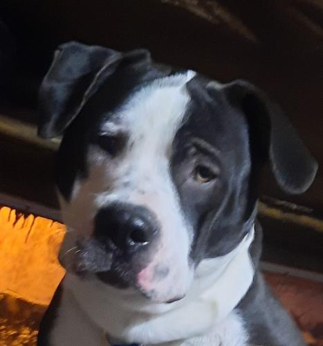 Lost Male Dog last seen 8th Ave and Lupin Dr, Sun Valley, NV 89433