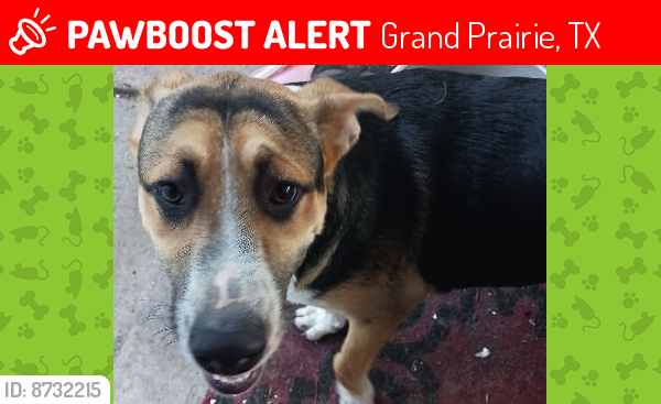 Lost Male Dog last seen Travis Elementary , Grand Prairie, TX 75050