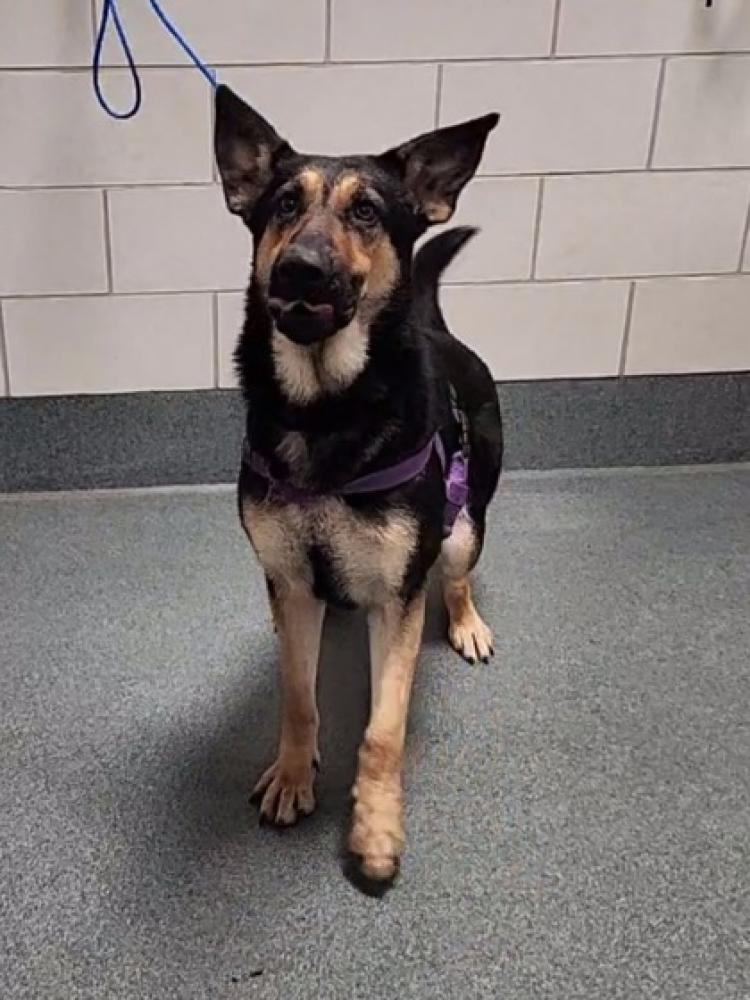 Shelter Stray Female Dog last seen Crestview Dr Herndon VA 20170, Fairfax County, VA, Fairfax, VA 22032