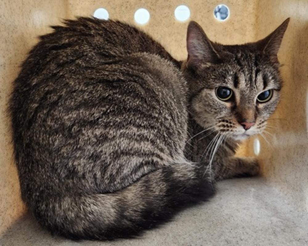 Shelter Stray Female Cat last seen Near Anderson Rd McLean VA 22102, Fairfax County, VA, Fairfax, VA 22032