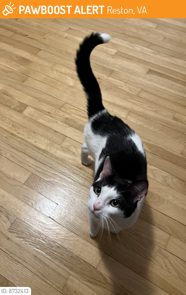 Rehomed Unknown Cat last seen Near Forest Edge Drive , Reston, VA 20190