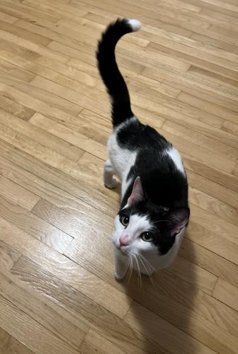 Found/Stray Unknown Cat last seen Near Forest Edge Drive , Reston, VA 20190
