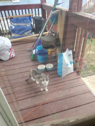 Found/Stray Unknown Cat last seen trailer park down from sheetzs on route 11, Green Village, PA 17257
