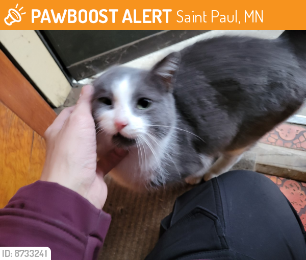 Found/Stray Unknown Cat last seen east 7th and white bear ave, Saint Paul, MN 55106
