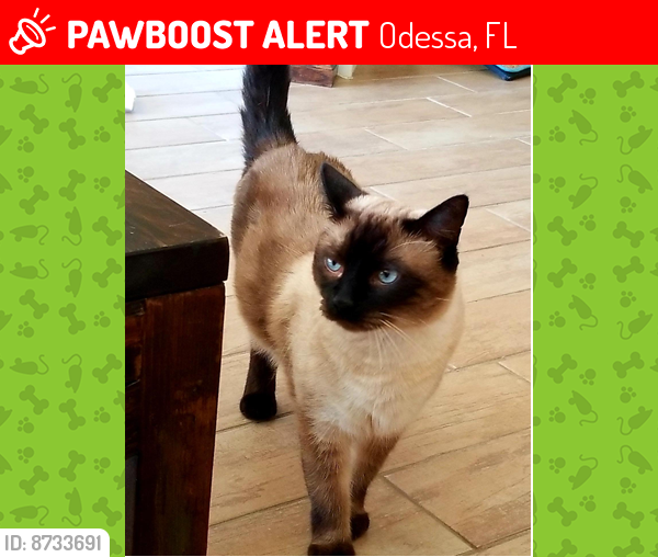 Lost Male Cat last seen Grey Hawk Neighborhood on 54 near Suncoast Parkway, Odessa, FL 33556