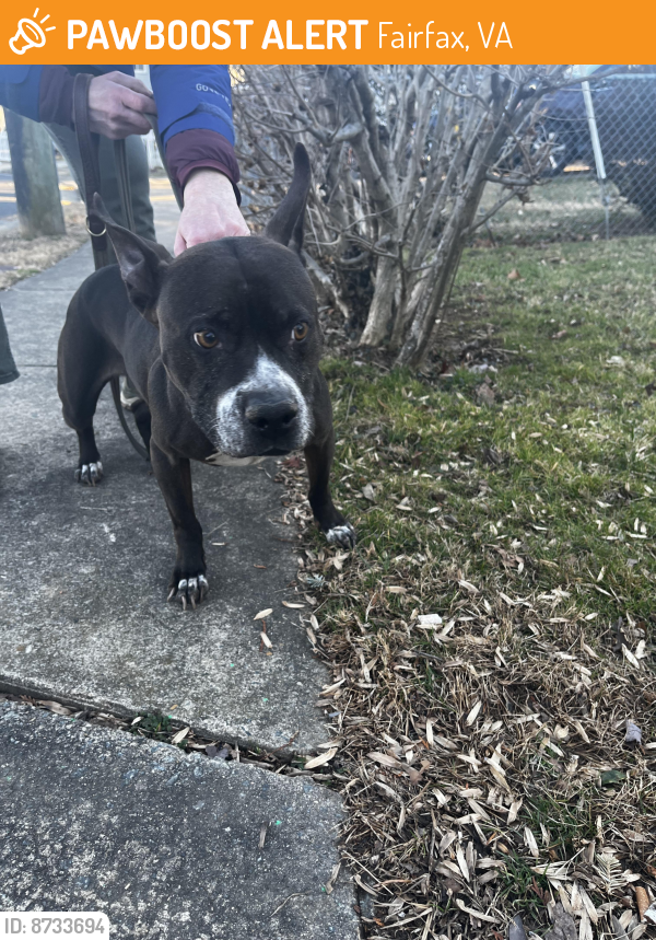 Found/Stray Female Dog last seen Neighbor had dog safe in yard , Fairfax, VA 22030